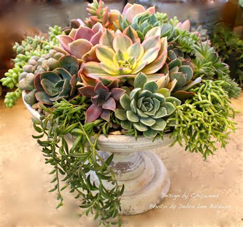 Moody and Dramatic Succulent Arrangement