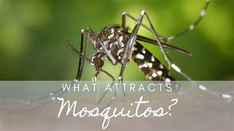 Mosquitoes Attracted to Heat