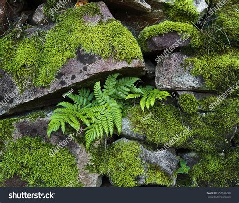 Mossy Stone and Fern