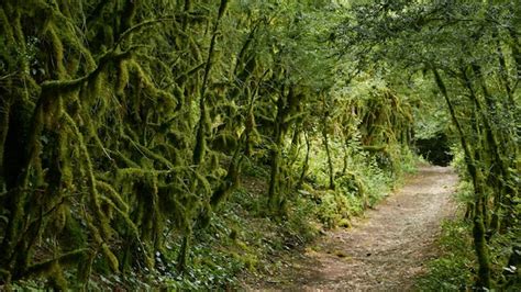 Mossy Stones