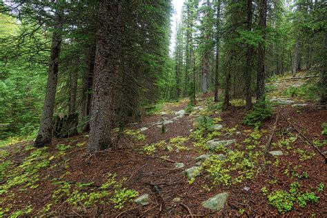 Mountain forest floor with mossy textures