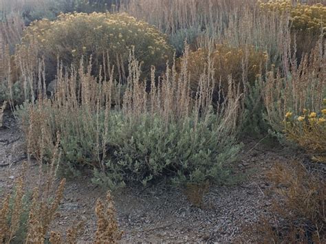 Mountain landscape with sagebrush and wildflowers