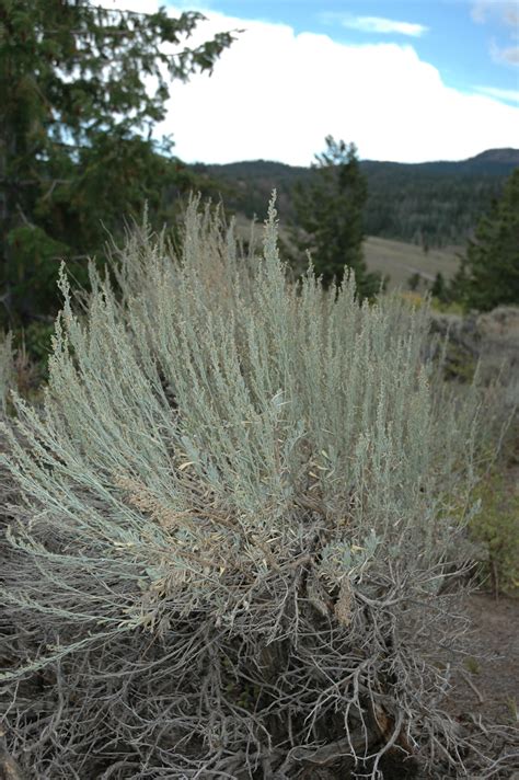 Mountain landscape with sagebrush