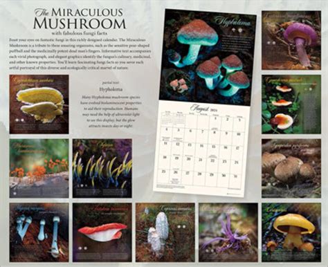 Mushroom Calendar Image 2