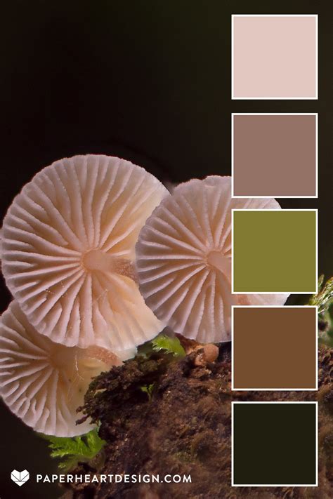 Mushroom color palette 1