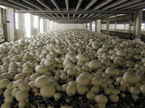 Mushroom Cultivation