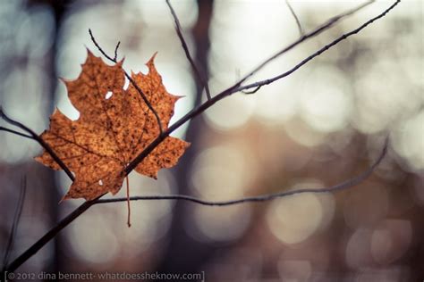 Muted Autumn Photography Inspiration