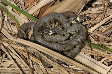 Natrix snakes