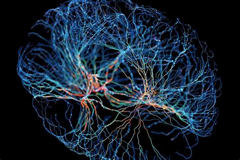 Neural connections in the brain