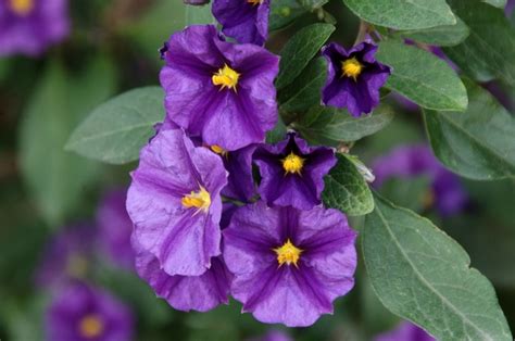 Nightshade Purple