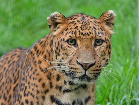 A close-up of a North China leopard's coat