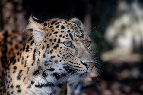 Close-up of a North China leopard's coat pattern