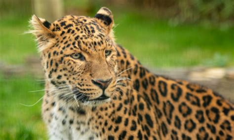 Community engagement for North China leopard conservation