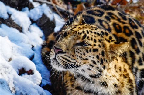 A conservation effort to protect the North China leopard