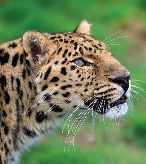 Monitoring the North China leopard population