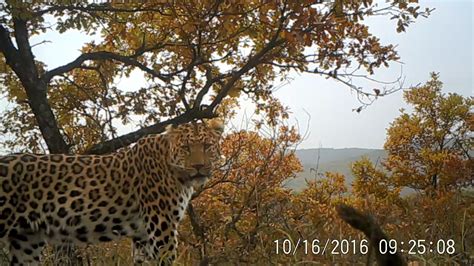 Research on the North China leopard