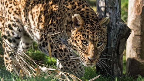 Threats to the North China leopard