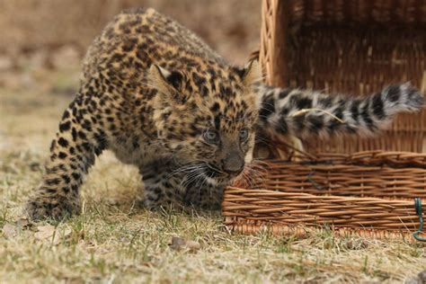 A litter of North Chinese leopard cubs