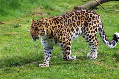 A North Chinese leopard's conservation status