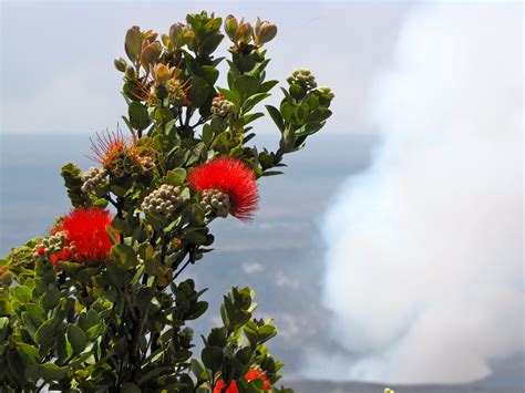 Ohia Tree