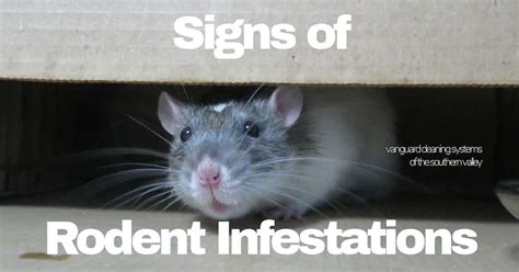 Ontario Rat II Infestation Signs