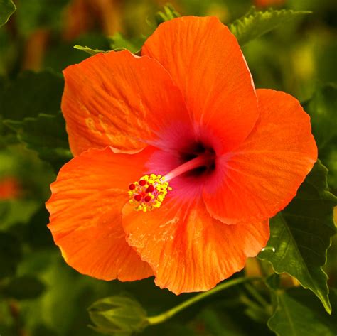 An orange flower with delicate petals