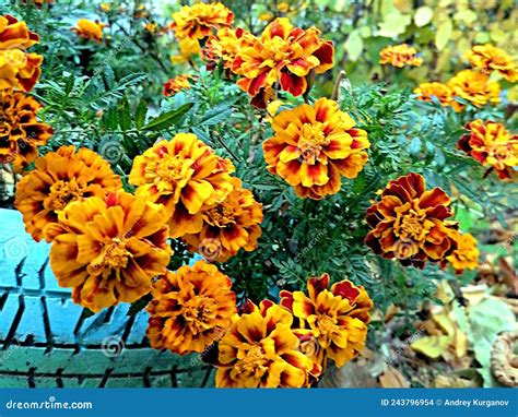 Orange Yellow Flowers Inspiration