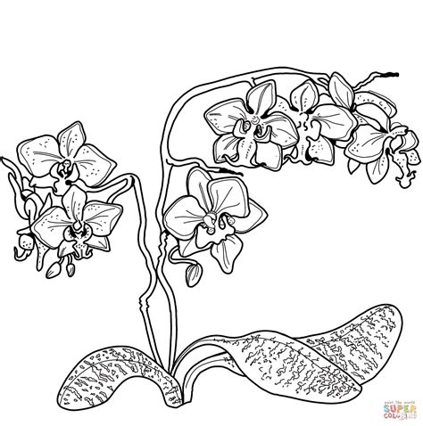 Orchid coloring pages for adults and kids