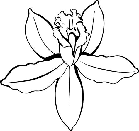 Orchid Printable Flower