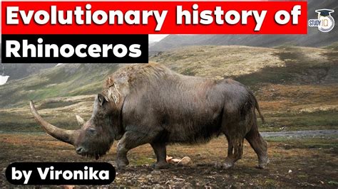 The Origins of the Rhino Chiappa