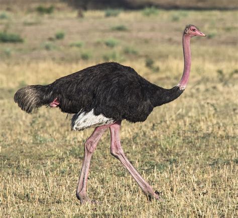 Ostrich pictures