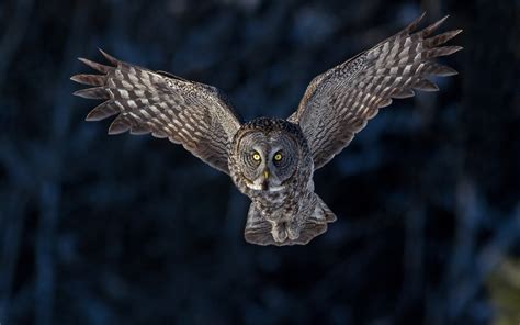 Owl in flight