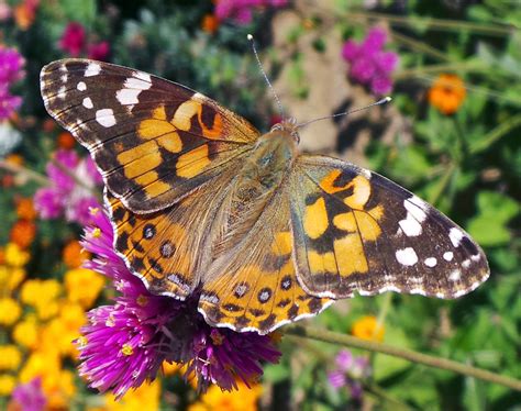 Painted lady butterfly on a flower