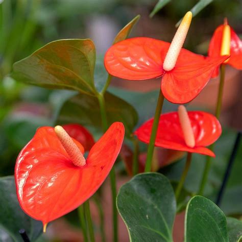 Close-up of Painters Palette Flower foliage