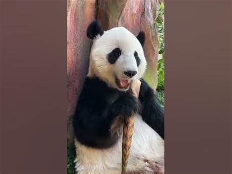 Panda bear in a bamboo forest