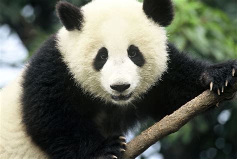 Panda bear in a bamboo forest