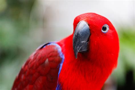 Parrot pictures