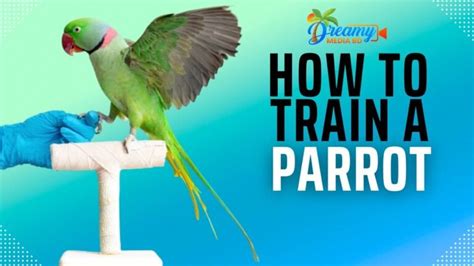 Parrot Training