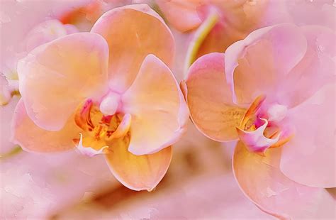 Pastel Orchid