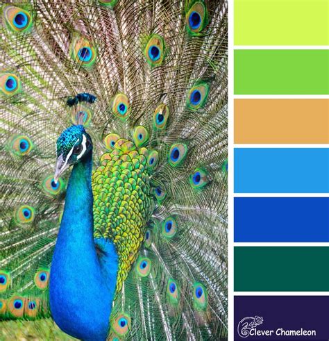 Peacock Blue Graphic Design Inspiration