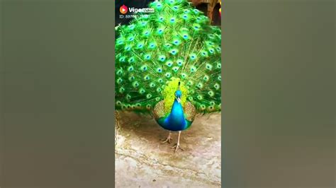 Iridescent colors of peacock feathers