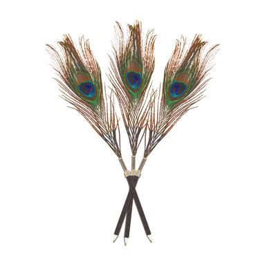 Peacock feathers in teal color