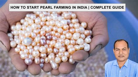 Pearl farming image