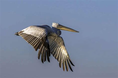 Pelican Birds with Longer Wingspans Than Height