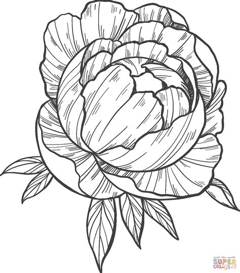 Peony Colouring Page