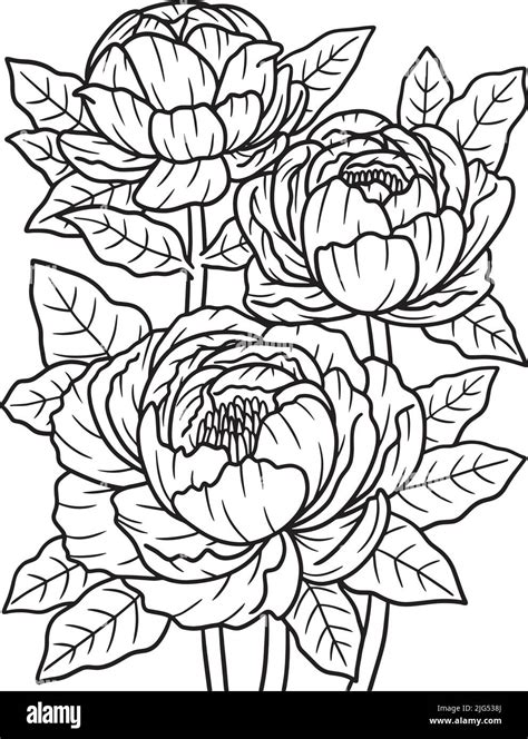 Peony flower coloring