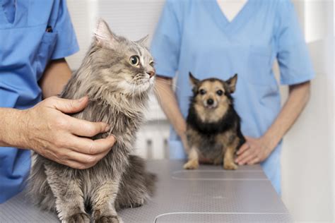 Pet behavioral consultations