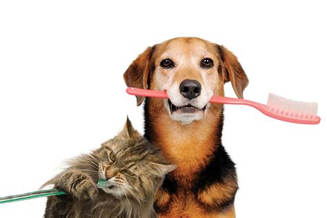 Pet Dental Care