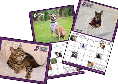 Pet-friendly calendars with fun and playful images