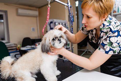 Pet grooming services